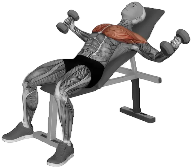 Incline Fly exercise demonstration