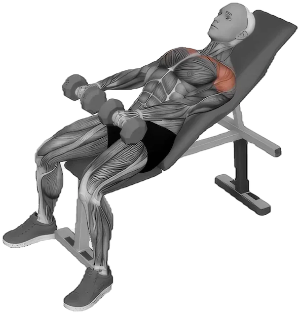 Incline Front Raise exercise demonstration