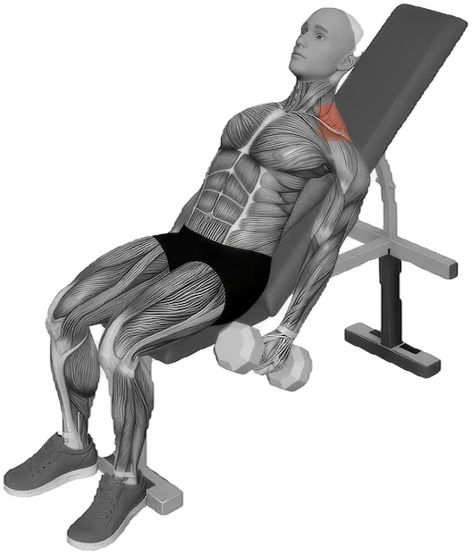 Incline Shrug exercise demonstration