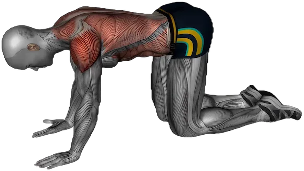 Kneeling Lat Stretch exercise demonstration