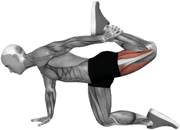Kneeling Quad Stretch exercise demonstration