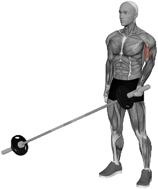 Landmine Curl exercise demonstration