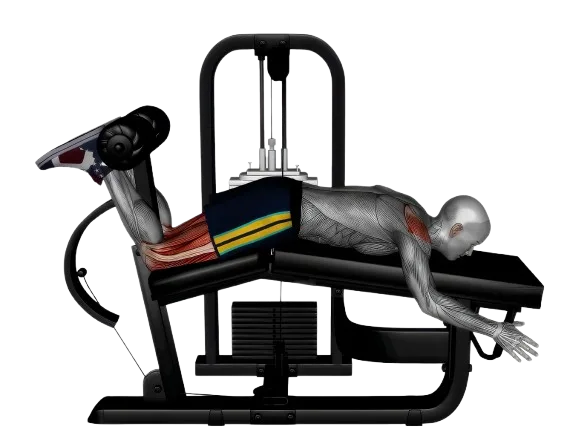 Leg Curl Lying exercise demonstration