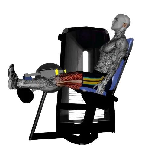 Leg Curl exercise demonstration