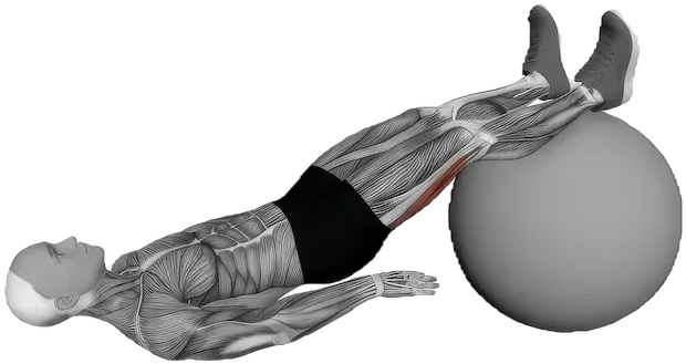 Leg Curl exercise demonstration