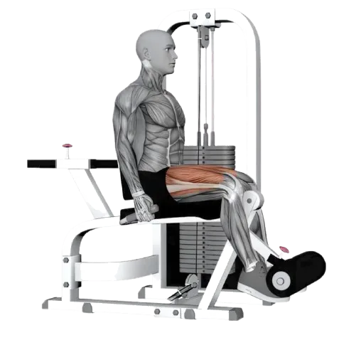 Leg Extension exercise demonstration
