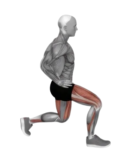 Lunge Forward exercise demonstration