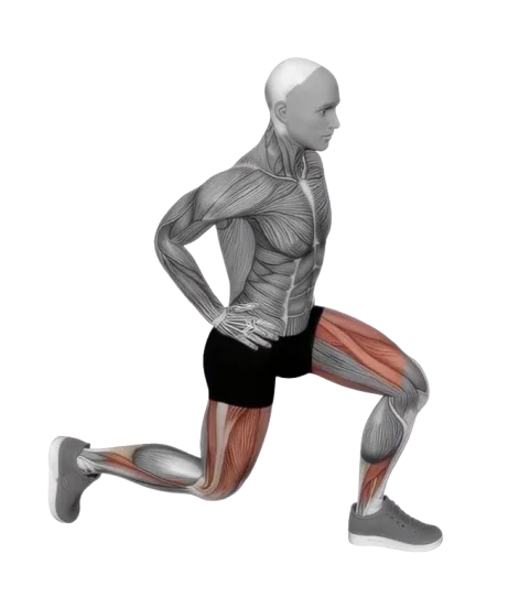 Lunge Reverse exercise demonstration