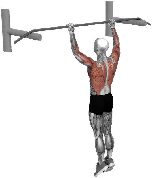 Muscle Up exercise demonstration