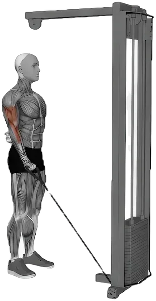 One Arm Curl exercise demonstration