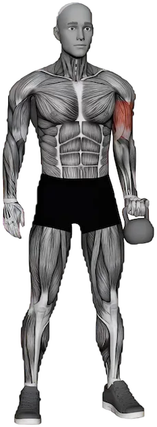 One Arm Curl exercise demonstration