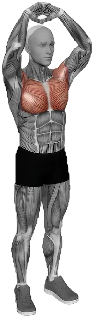 Overhead Chest Stretch exercise demonstration