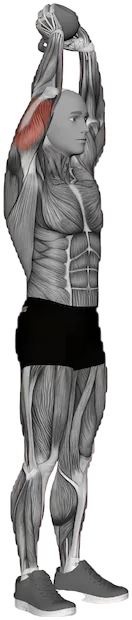 Overhead Triceps Extension exercise demonstration