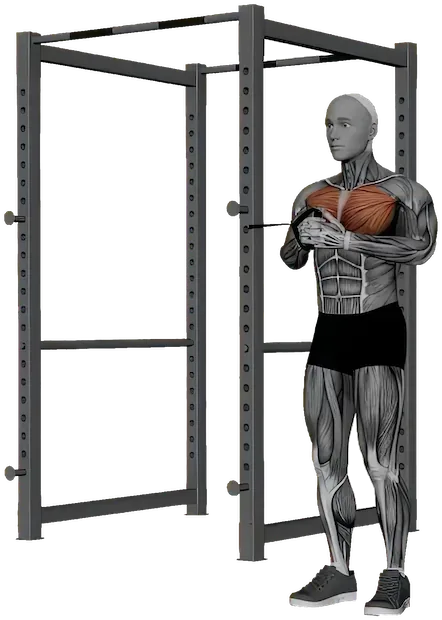 Pallof Press exercise demonstration