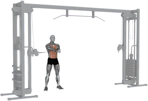 Pallof Press exercise demonstration