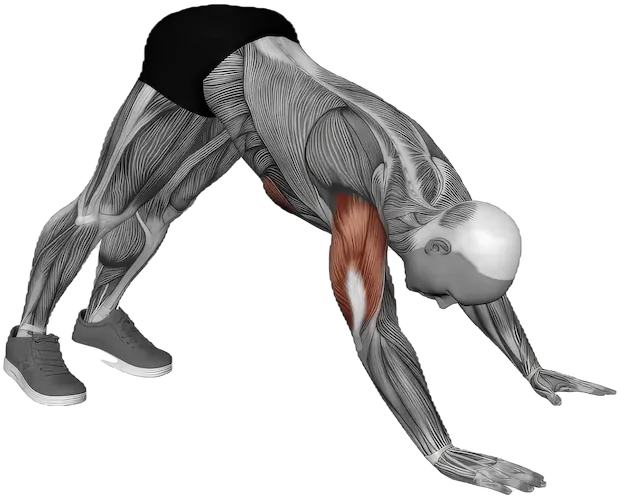 Pike Push Up exercise demonstration