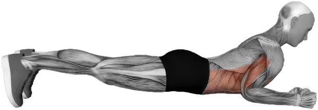 Plank Up-Down exercise demonstration