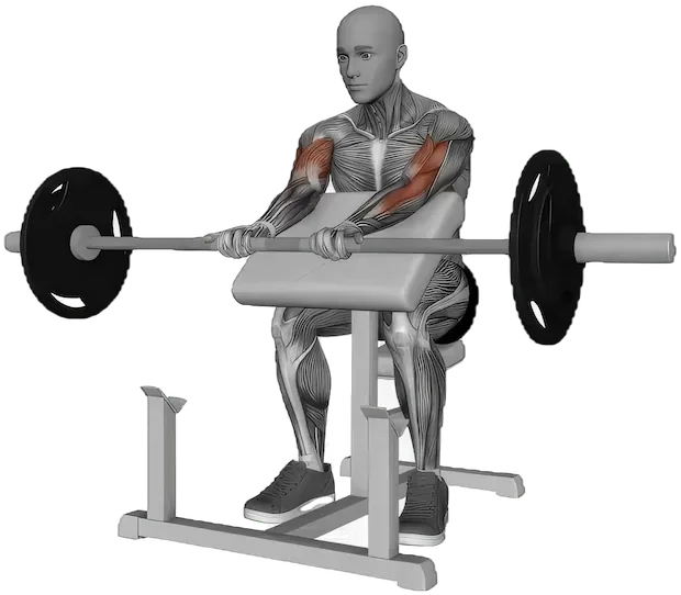 Preacher Curl exercise demonstration
