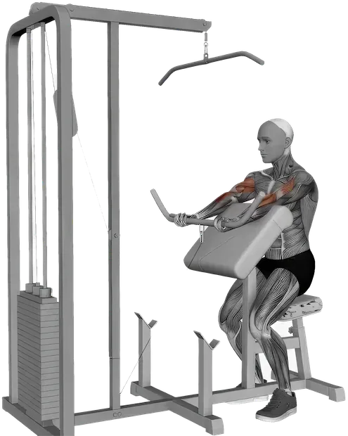 Preacher Curl exercise demonstration