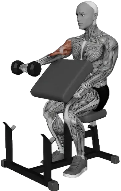 Preacher Curl exercise demonstration