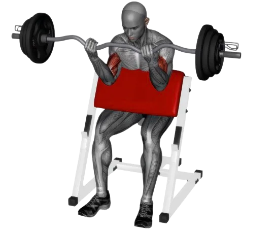 Preacher Curl exercise demonstration
