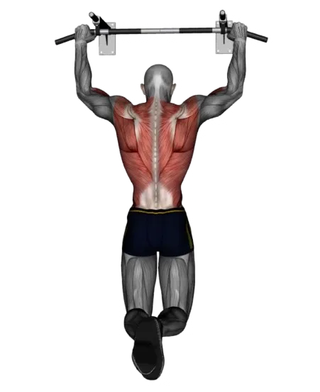 Pull Up exercise demonstration