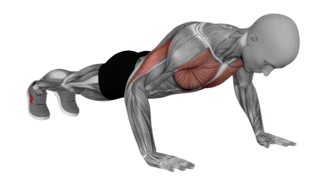 Push Up exercise demonstration