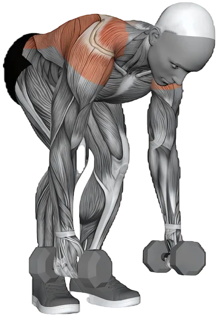 Rear Arm Raise exercise demonstration