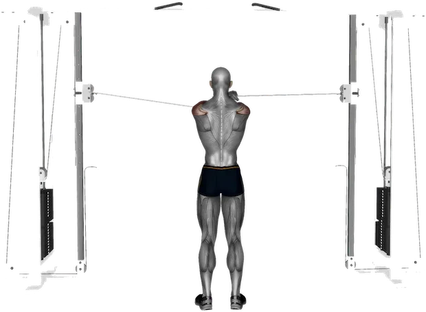 Rear Delt Fly exercise demonstration