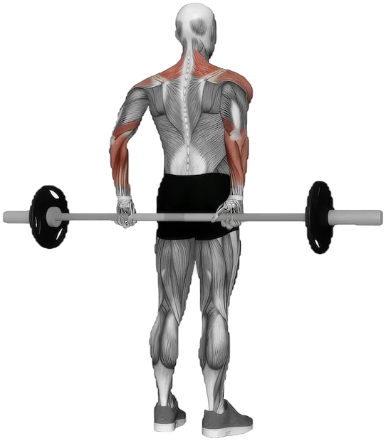 Rear Delt Raise exercise demonstration