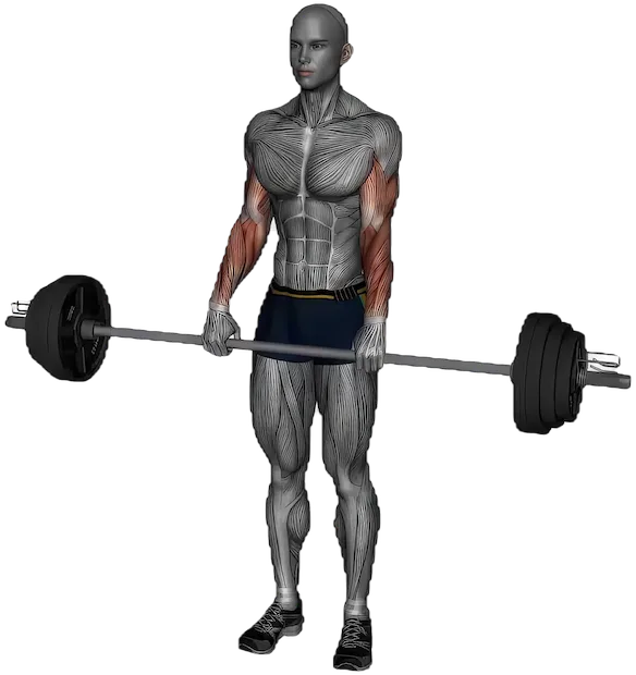 Reverse Curl exercise demonstration