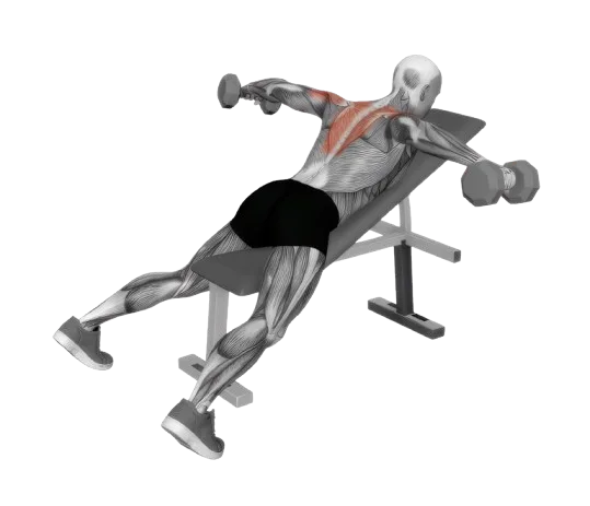Reverse Fly exercise demonstration