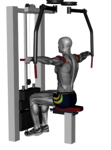 Reverse Fly exercise demonstration