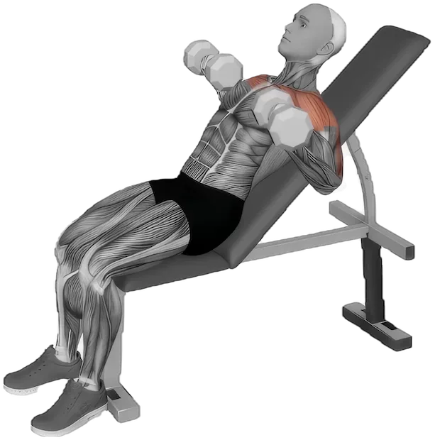 Reverse Grip Incline Press exercise demonstration