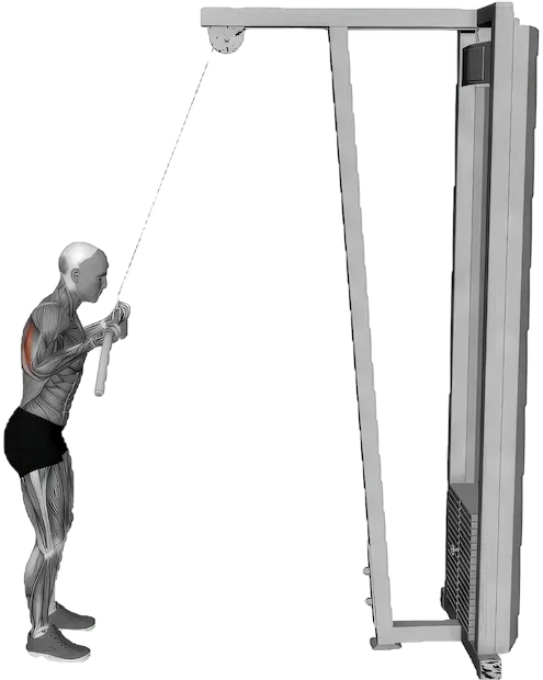 Reverse Grip Pushdown exercise demonstration