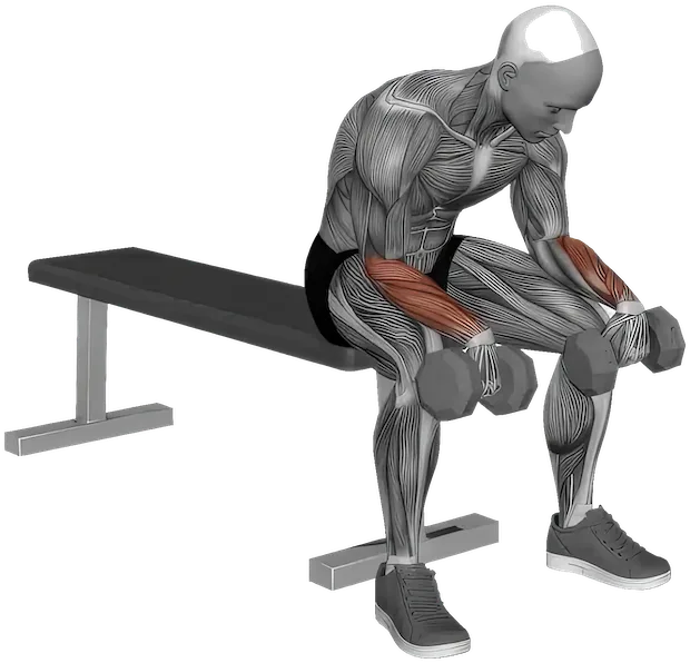 Reverse Wrist Curl exercise demonstration