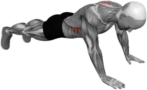 Scapula Push Up exercise demonstration