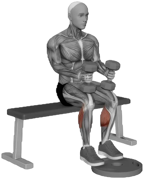 Seated Calf Raise exercise demonstration