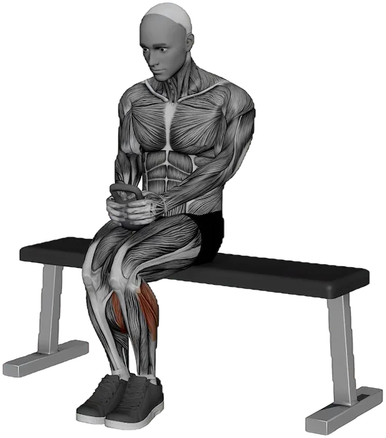 Seated Calf Raise exercise demonstration