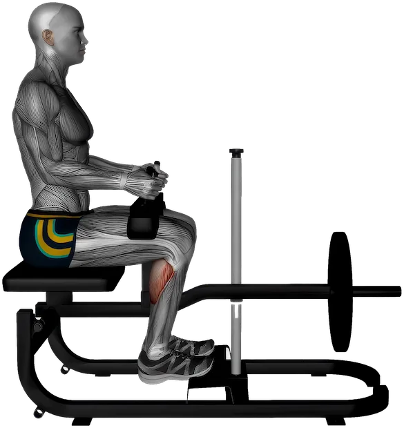 Seated Calf Raise exercise demonstration