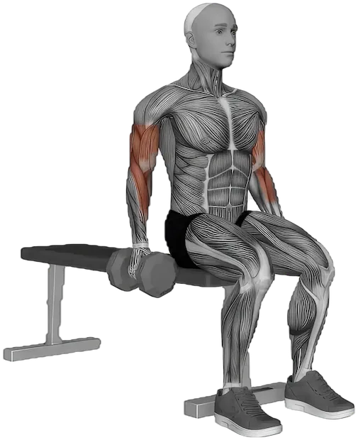 Seated Curl exercise demonstration