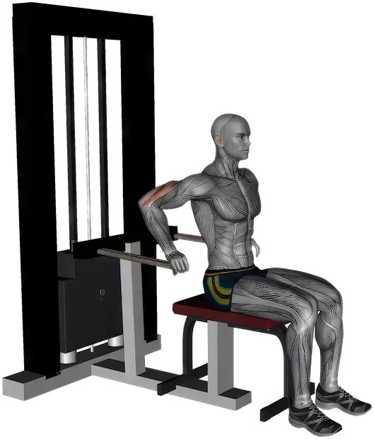 Seated Dip exercise demonstration