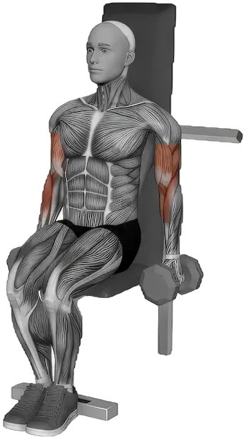 Seated Hammer Curl exercise demonstration