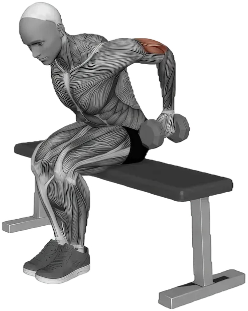 Seated Kickback exercise demonstration