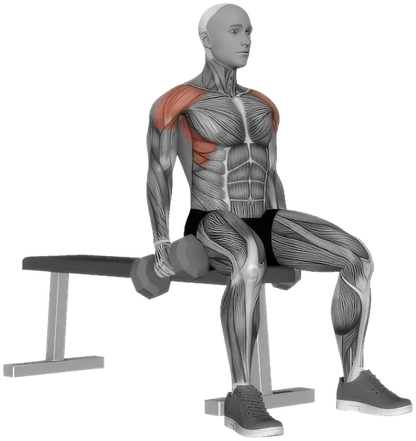 Seated Lateral Raise exercise demonstration