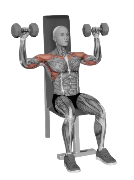 Seated Overhead Press exercise demonstration