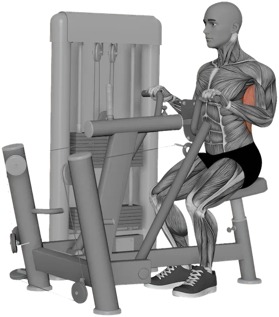 Seated Row exercise demonstration