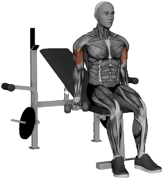 Seated Zottman Curl exercise demonstration