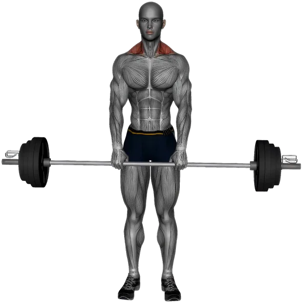 Shrug exercise demonstration