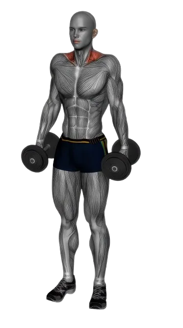 Shrug exercise demonstration